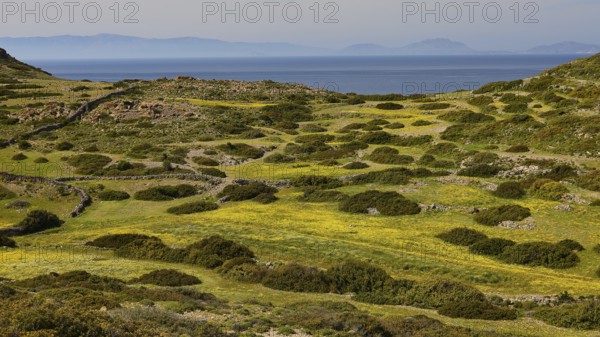 Wide grassy landscape with yellow flowers on hills, sea and islands in the background, Livadi