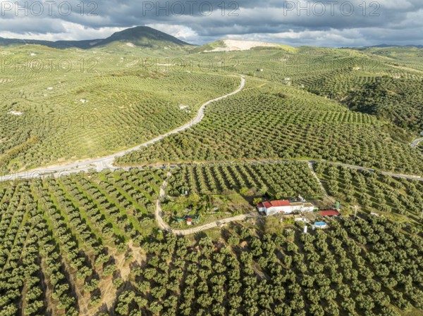 Fields of olive trees, trees planted in rows, aerial view, near village Cabra, Andalusia, Spain,
