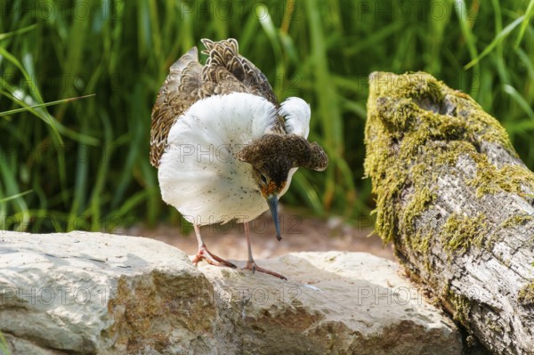 Bird on stone covered with white and patterned plumage, ruff (Calidris pugnax, Syn.: Philomachus