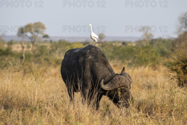 Cattle egret (Bubulcus ibis) sitting on the back of a Cape buffalo (Syncerus caffer caffer), bull