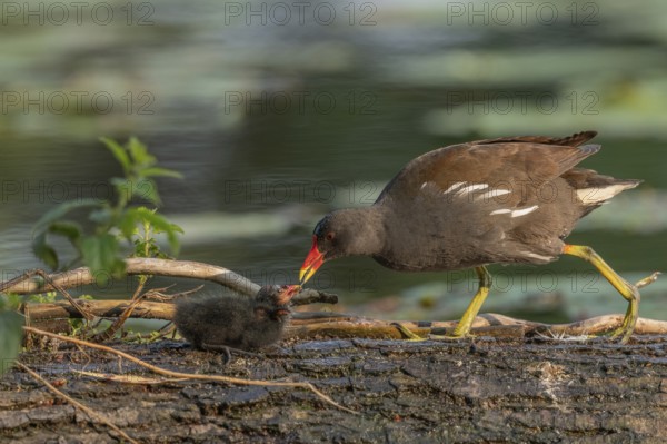 A common moorhen (Gallinula chloropus) provides food for its two-week-old young owl. Bas rhin,