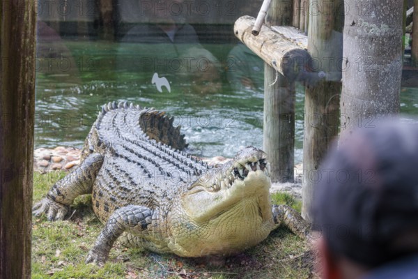 Feeding Maximo, the largest crocodile during a show at the St. Augustine Alligator Farm Zoological