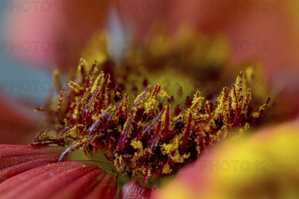 Gaillardia aristata is a North American wildflower in the sunflower family commonly known as