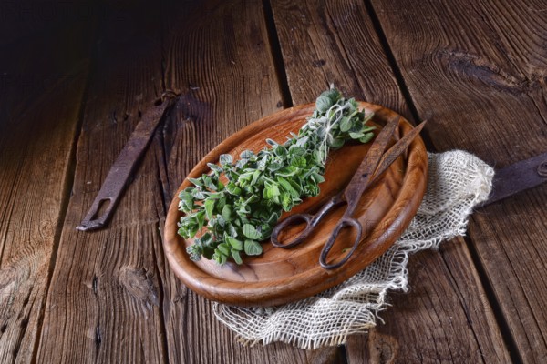 Aromatic oregano (Origanum vulgare)