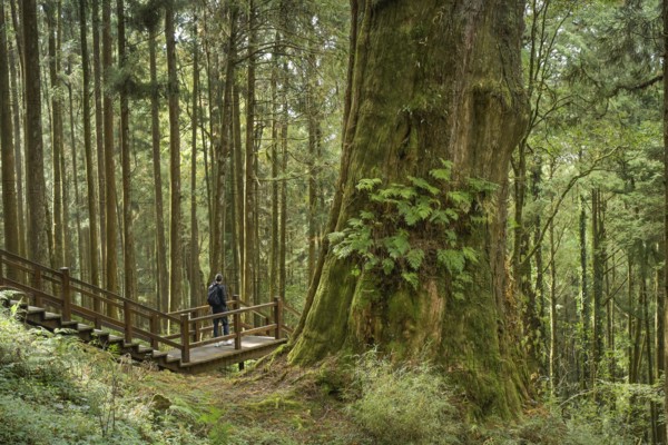 Tree No. 28, Taiwan red cypress, Alishan National Forest Recreation Area, Alishan Township, Chiayi