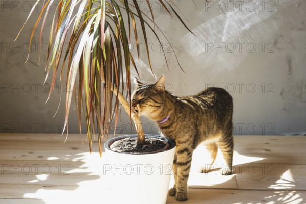 The cat sniffs and nibbles the house plant dracaena in the interior. Damage to a potted plant by a
