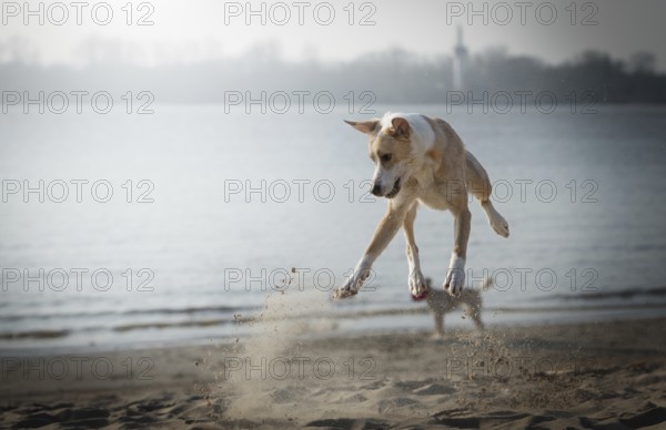 Dog (canis lupus familiaris), female, jumping while playing on the beach, Elbe, Hamburg, Germany,
