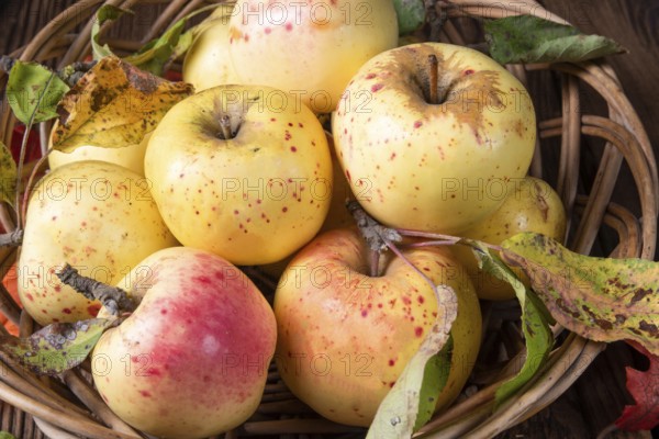Fresh and delicious organic apples in a basket