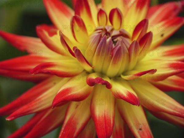 Close-up of a yellow-red flowering dahlia with bright petals, borken, münsterland, germany
