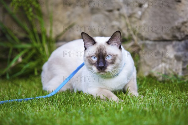 Young cat Siam oriental group Mekong bobtail walks in graß on blue leash. Pets walking outdoor