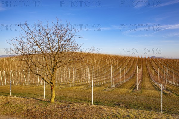 Apple Orchard Rows in spring. Fruit trees over bright blue sky. Apple orchard park by dawn early