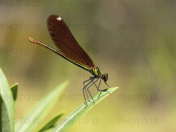 Dragonfly, Dragonfly, Dragonfly, Greece, Lesbos Island, (Crocothemis erythraea), Lesbos, Lesbos