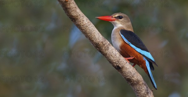 Grey-headed Kingfisher, Grey-headed Kingfisher, Tendaba camp Tendaba photo hid, Kwinella, South