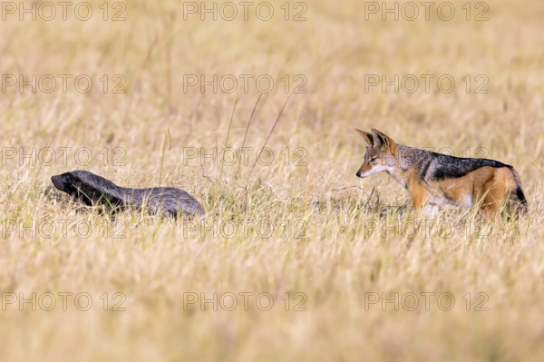 Honey badger (Mellivara capensis) and black-backed jackal (Canis mesomeles) Botswana, Botswana,