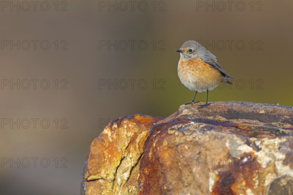 Common Redstart, Redstart, (Phoenicurus phoenicurus), Flycatcher, Mannheim, Baden-Württemberg,