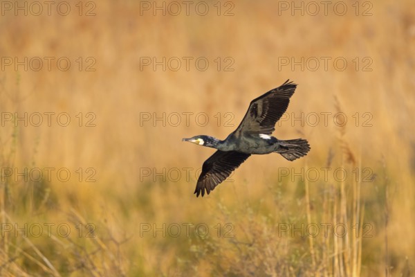 Great cormorant (Phalacrocorax carbo), Grand Cormoran, Cormor-n Grande, flight photo,