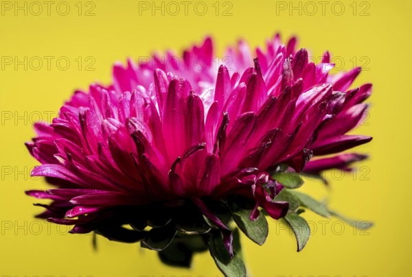 Beautiful blooming red aster Lady Coral on a yellow background. Flower head close-up, Odessa,