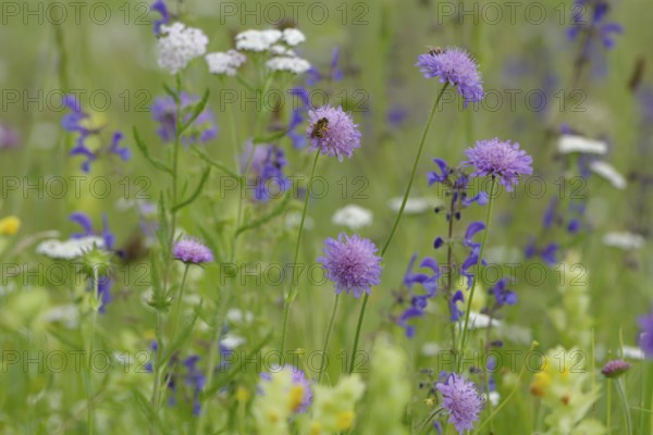 Flower meadow in the Swabian-Franconian Forest nature park Park, spring, June, scabiosa, viper's