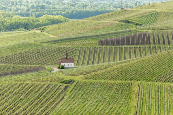 Eichert Kapelle in the vineyard in spring. Sasbach am Kaiserstuhl, Emmendingen Bade-Wurtemberg,