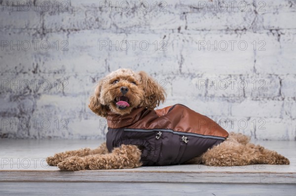 Small funny dog of brown colour with curly hair of toy poodle breed posing in clothes for dogs.