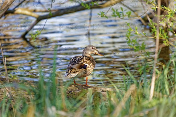 A mallard (Anas platyrhynchos) sitting on a tree trunk by the water, surrounded by green vegetation