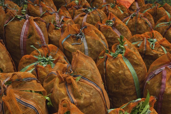The green tea leaves in sacks on Nuwara Eliya plantation, Sri Lanka. Nuwara Eliya is the most