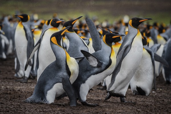 King penguins (Aptenodytes patagonicus), fighting over breeding partners during courtship,