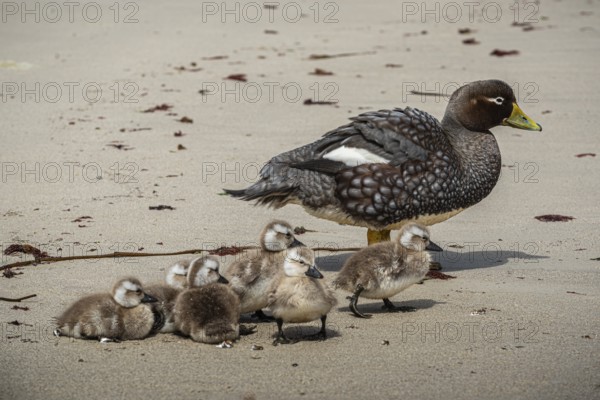 Falkland Steamer Duck (Tachyeres brachydactyla), female with chicks, Pebble Island, Falkland