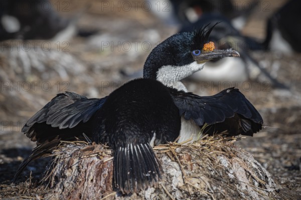 Blue-eyed Cormorant (Phalacrocorax atriceps) on its nest, also Imperial shag, Bleaker Island,