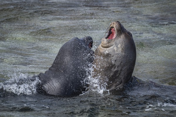 Young male Southern elephant seals (Mirounga leonina) playfully fighting in shallow water, Bleaker
