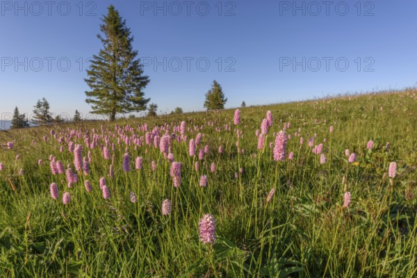 Beautiful wildflower meadow with knotweed Common bistort on the field of fire in the Vosges in