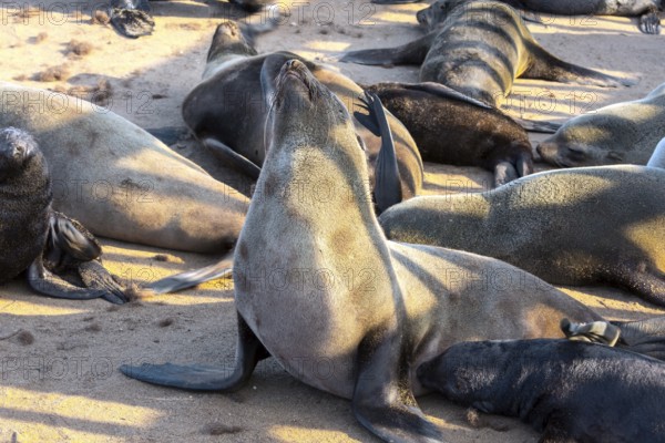 Charming marine mammals. Sunny cold day. Colony of fur seals. Namibian Nature Reserve. Cape Cross