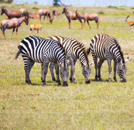 African Safari in Kenya. Tsessebe antelopes and zebras graze together nearby. Magnificent trip to