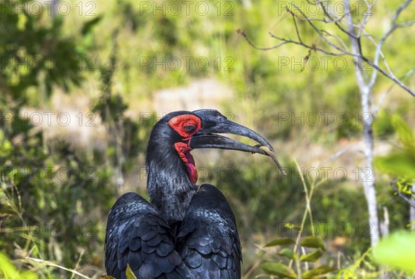 The bird Southern ground hornbill - endemic to South Africa. Large bird with shiny black plumage