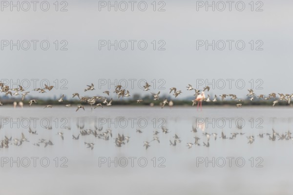 Shorebirds, Dunlin (Calidris alpina) migrating north in the Vacares pond in spring. Saintes Maries