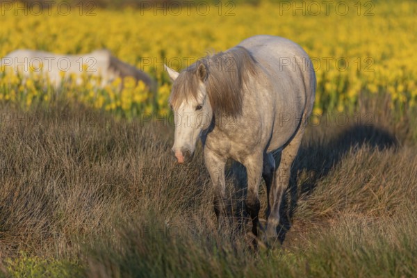 Camargue horses feeding in a swamp full of yellow irises. Saintes Maries de la Mer, Parc naturel