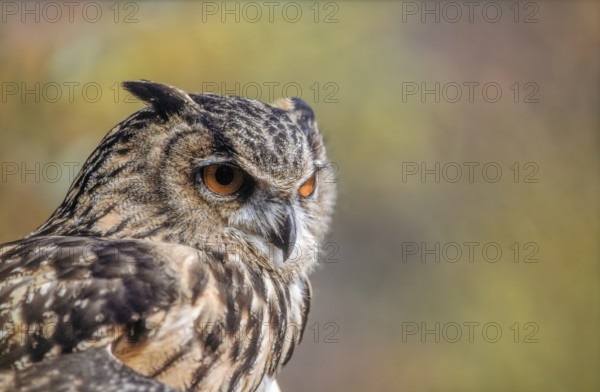 Eurasian Eagle-Owl (Bubo bubo) in the scrubland in Provence. Tarascon, Arles, Montagnette, Bouches