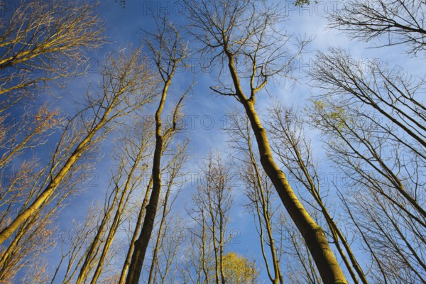 Sky view through the trees of a forest in autumn. Looking up at the trees. Low angle view on the