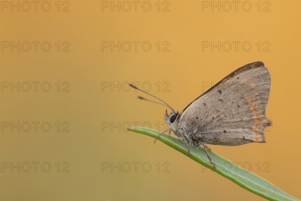 Small copper (Lycaena phlaeas)