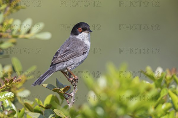 Velvet-headed warbler, (Sylvia melanocephala), warbler family, biotope, habitat, perch, foraging,