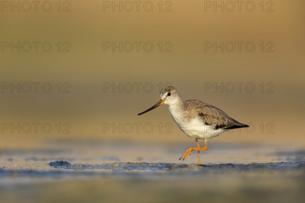 Terek sandpiper, (Xenus cinereus), animal, animals, bird, birds, snipe family, snipe, biotope,