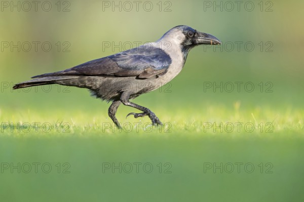 Glossy crow, (Corvus splendens), omnivore, genus of ravens and crows, corvids, Al Qurm Park,