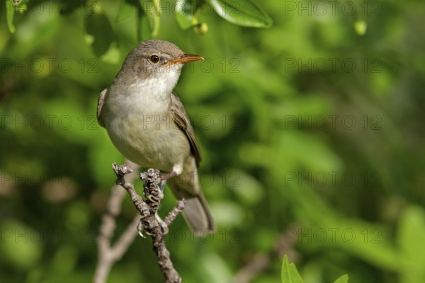 Olive warbler, (Hippolais olivetorum), animal, animals, bird, birds, biotope, habitat, perch,