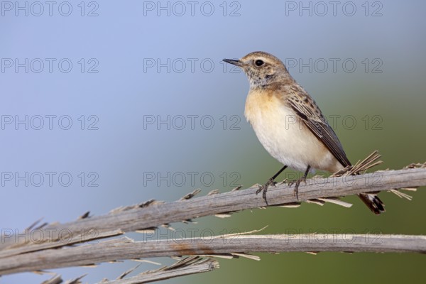 Pied Wheatear, Oenanthe pleschanka, Traquet pie, Collalba Pía Salalah, Muntasar oasis, Dhofar,