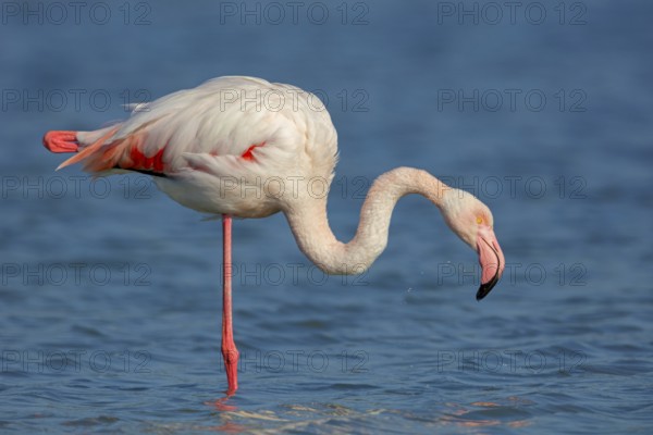 Pink flamingo, (Phoenicopterus ruber), Phoenicopterus roseus, animals, birds, flamingo, biotope,