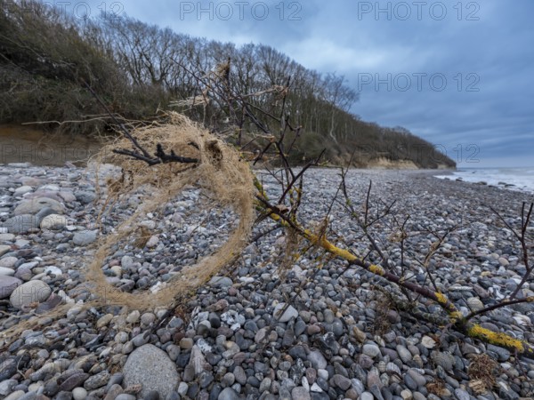 Branch from a tree with lichen on gravel on the beach on the steep coast to the Baltic Sea with the