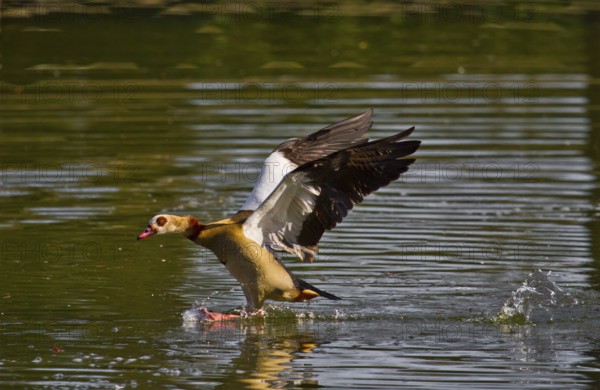 Full stop (Alopochen aegyptiacus)