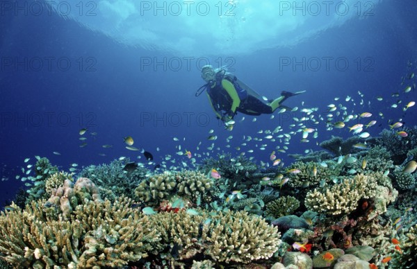 Hard coral reef and divers, Maldives, Indian Ocean, Meemu Atoll, Asia