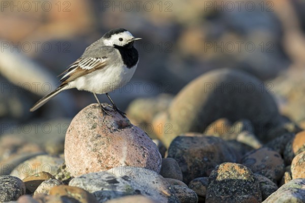 White wagtail, (Motacilla alba), perch, biotope, foraging, bird, birds, animals, songbird, family