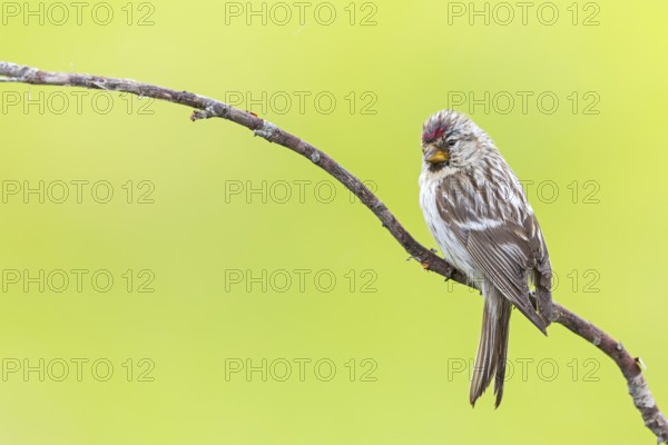 Redpoll, songbird, family of goldfinches, (Carduelis flammea), animals. Birds, Varanger Bird Park,